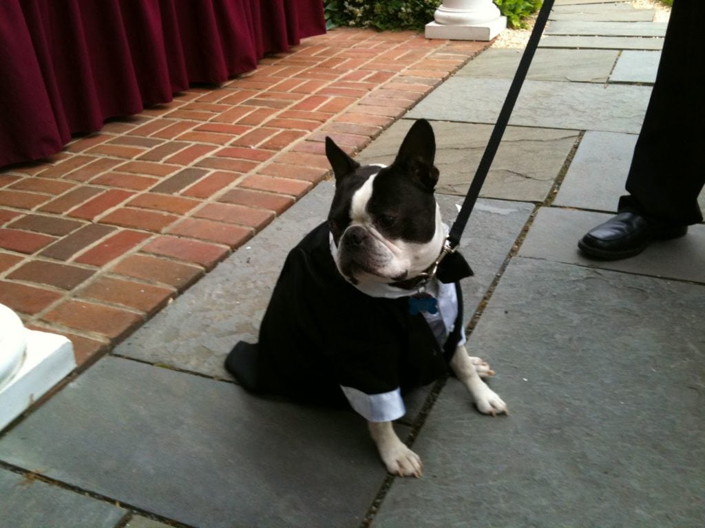 Teatime Caterers with Ring Bearer Dog